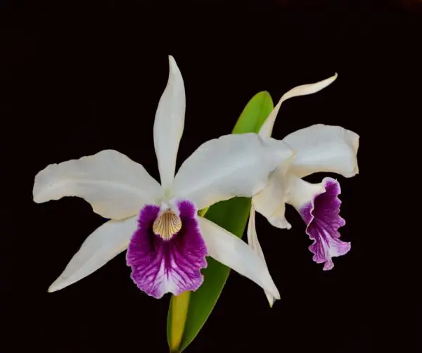 Laelia Purpurata var. Roxo Violetta