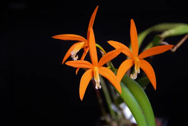 Laelia Harpophylla