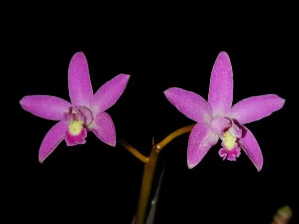 Laelia Rupestris