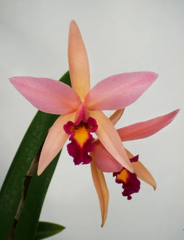 Lc. Santa Barbara Sunset "Showtime"