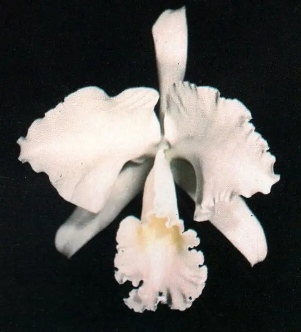 Cattleya Mendelii Var. Alba