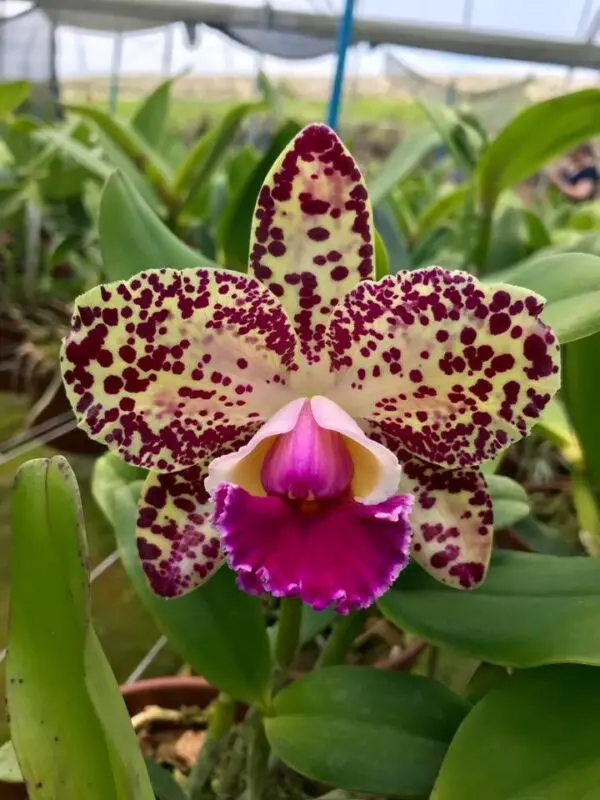 Blc. Durigan "Gemini"