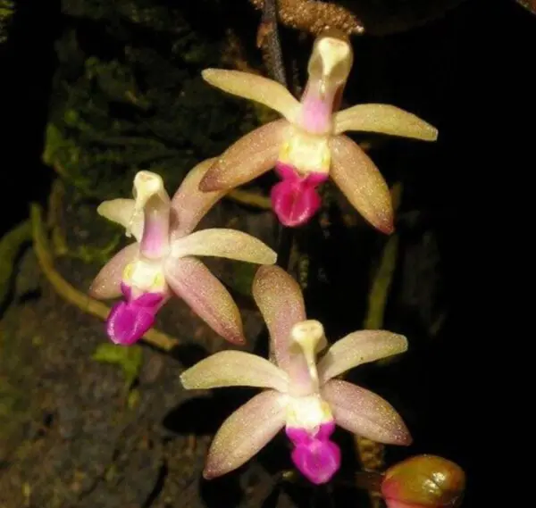 Stereochilus pachyphyllus 