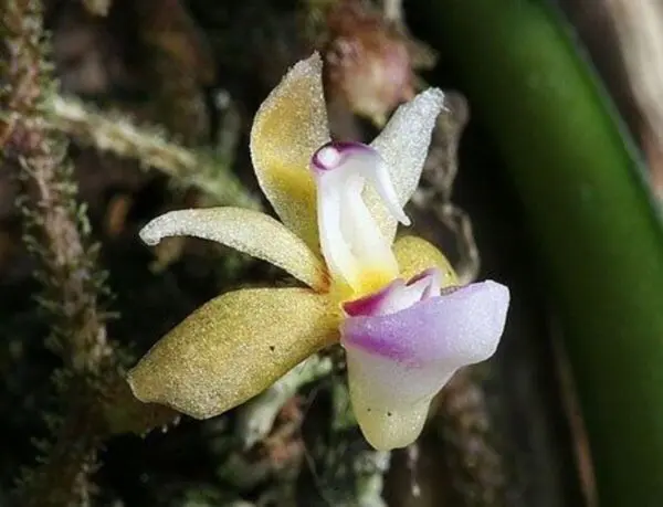 Stereochilus erinaceus