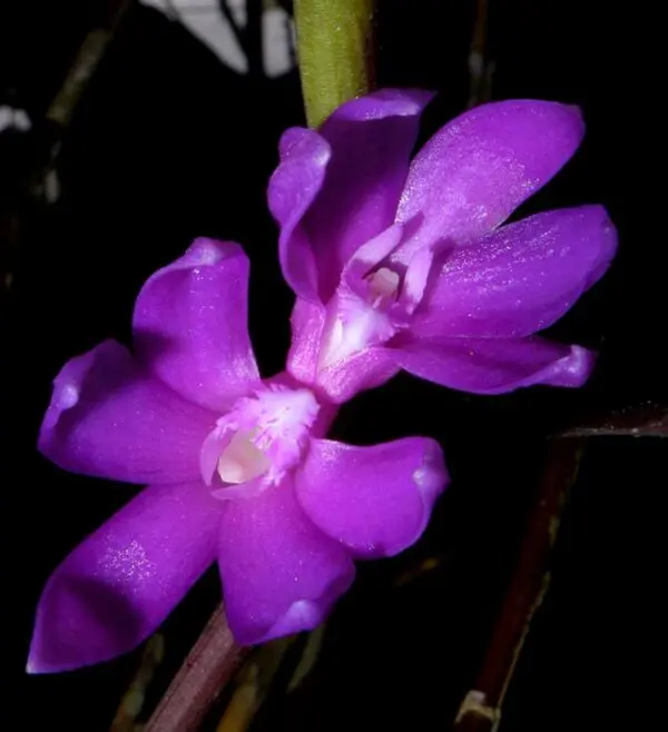 Dendrobium Ostrinum