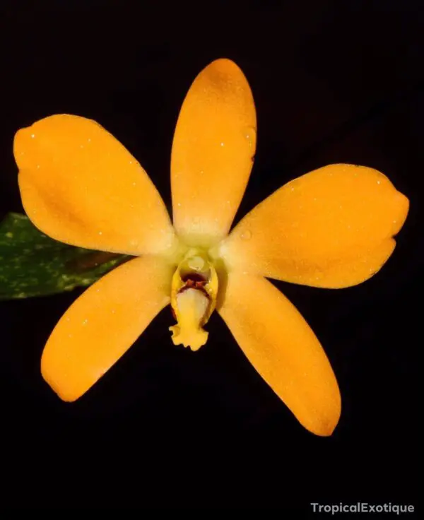 Diplocaulobium Auricolor