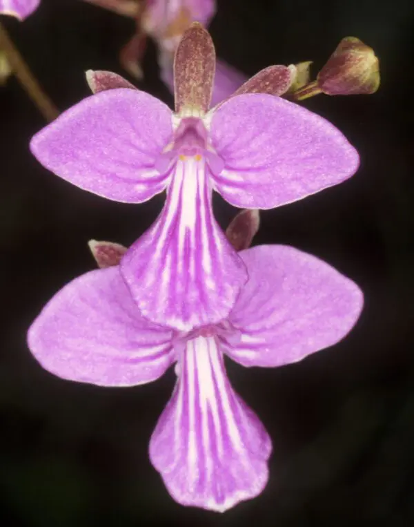 Tetramicra canaliculata 