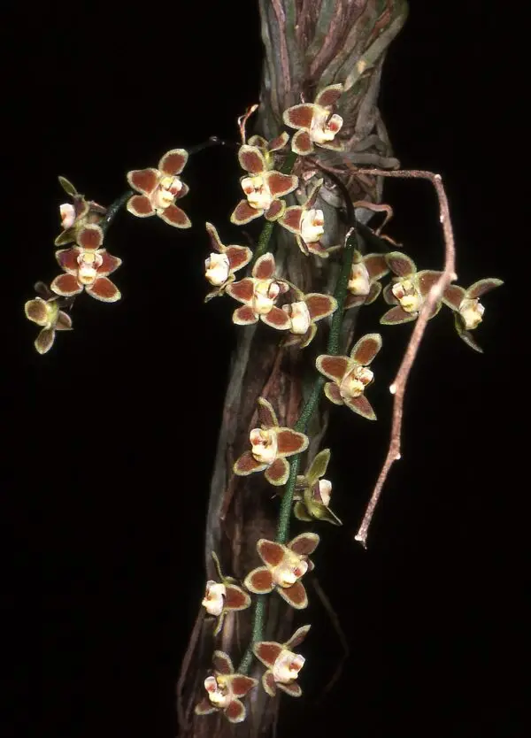Chiloschista lunifera 