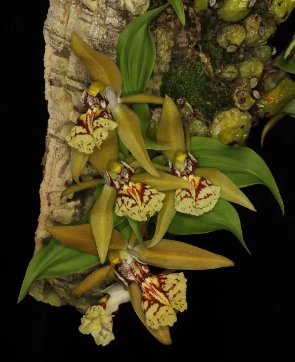 Coelogyne schilleriana