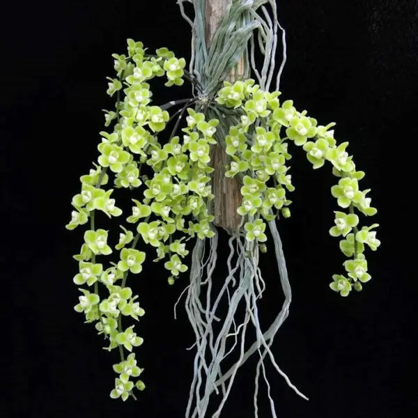Chiloschista viridiflava 