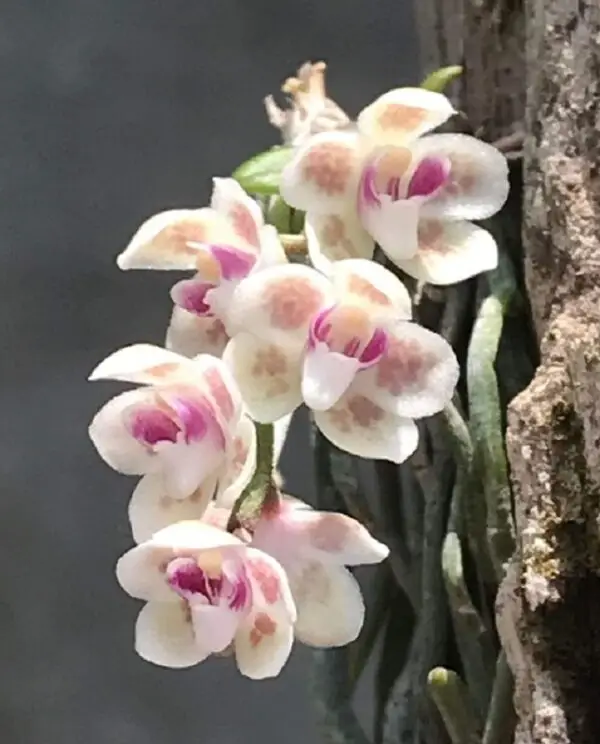 Chiloschista viridiflava 'sakura'