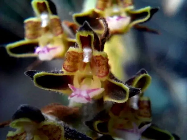 Cleisomeria lanatum