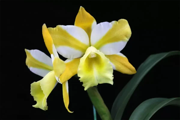 Blc. Hua Young Gold