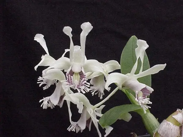 Dendrobium delacouri