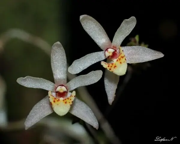 Cordiglottis filiformis