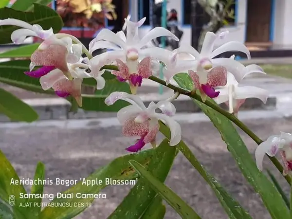 Aeridachnis Bogor "Apple Blossoms"
