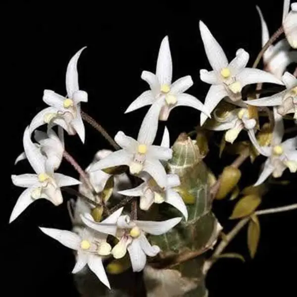 Eria obesa
