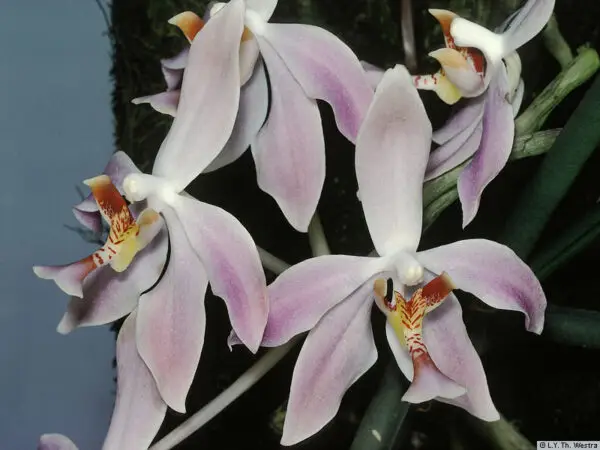 Paraphalaenopsis laycockii