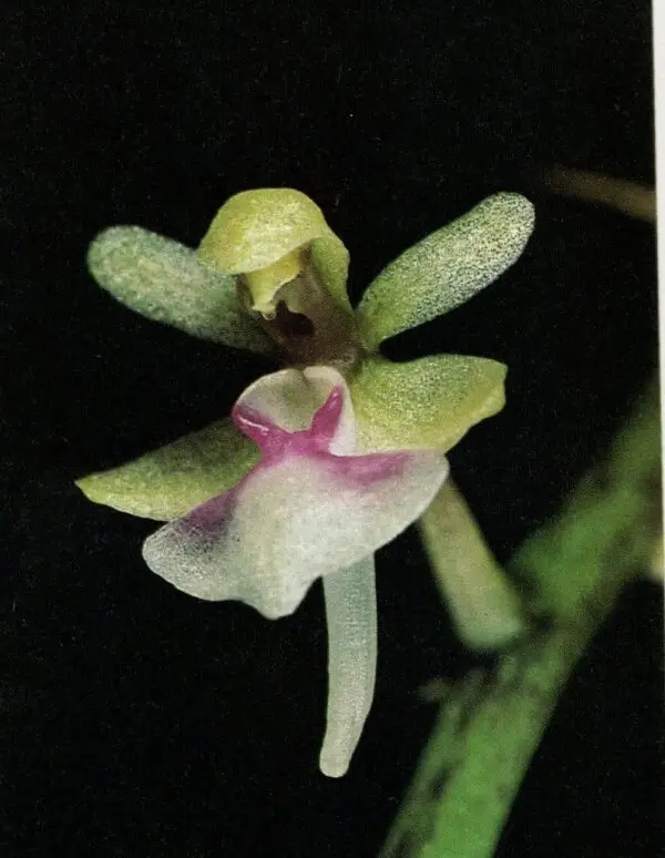 saccolabiopsis pusilla