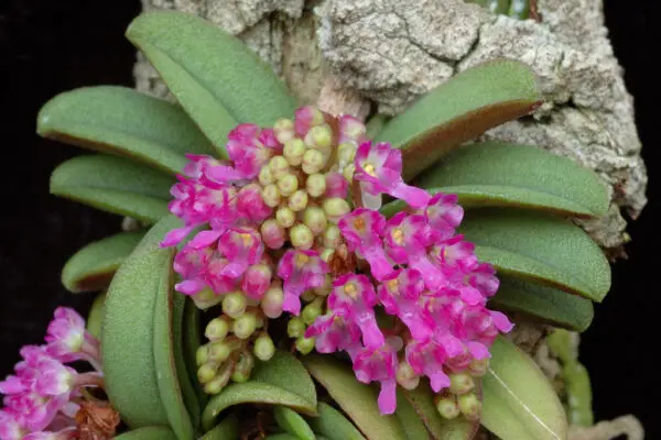 Schoenorchis fragrans