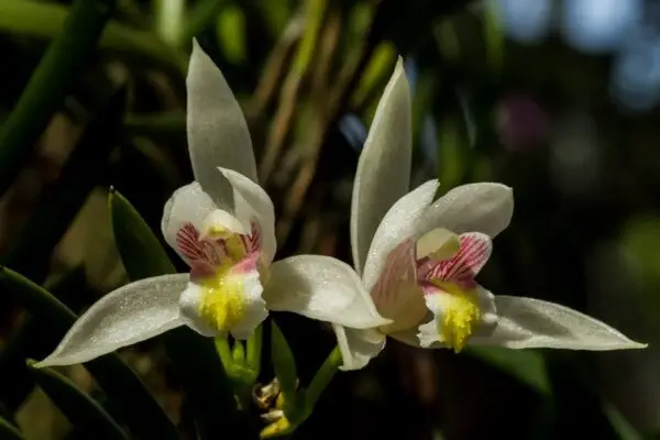 Bromheadia aporoides